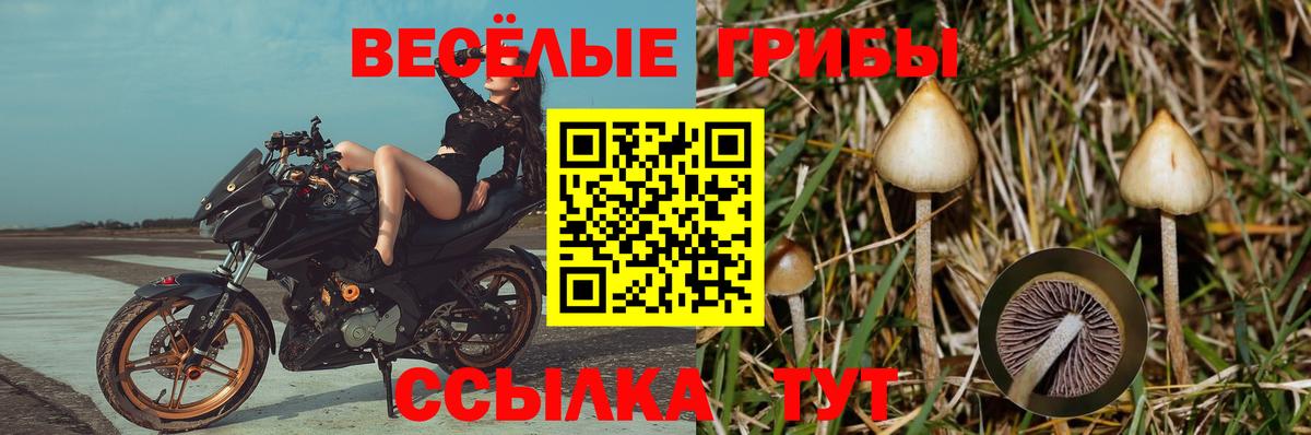 Галлюциногенные грибы GOLDEN TEACHER  Галлюциногенные грибы мухоморы  Северск  Вход с VPN 